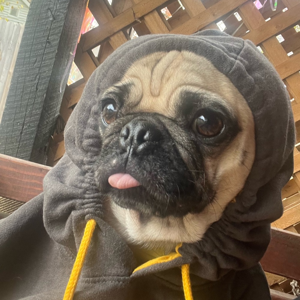 Meet your Posher, Elvira